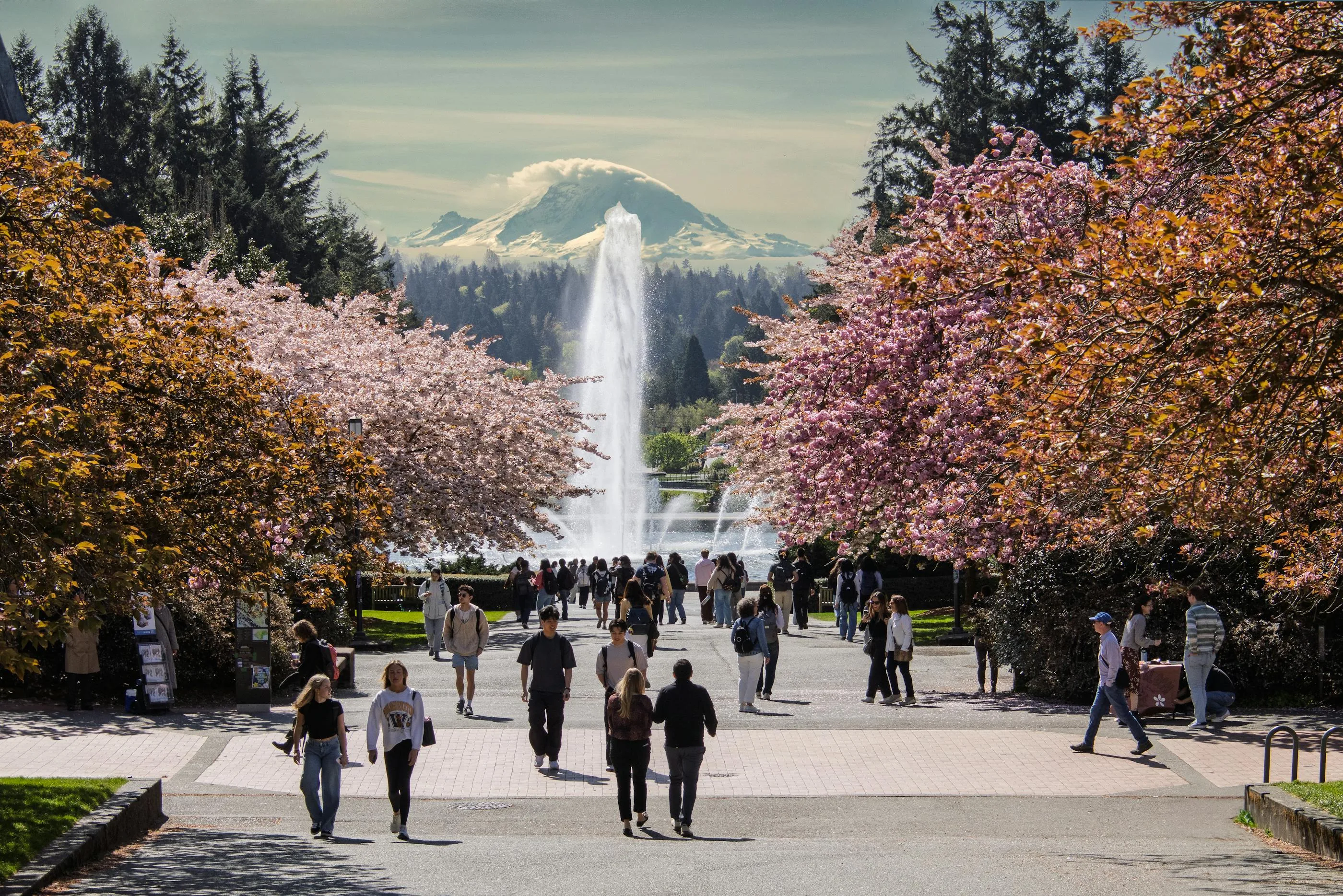 University of Washington campus with cherry blossoms, Drumheller Fountain, and Mount Rainier